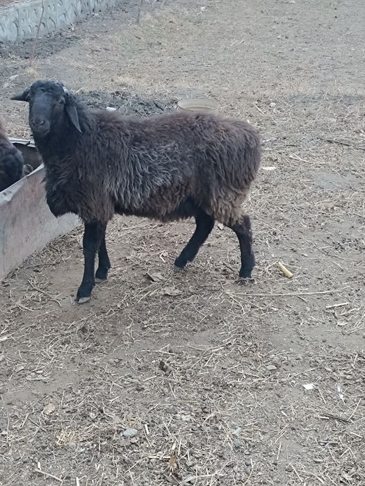 Тагал сотилади продаётся баран