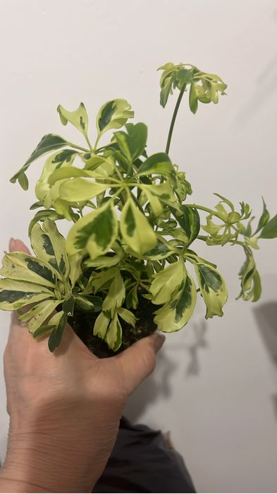 Комнатные оастения