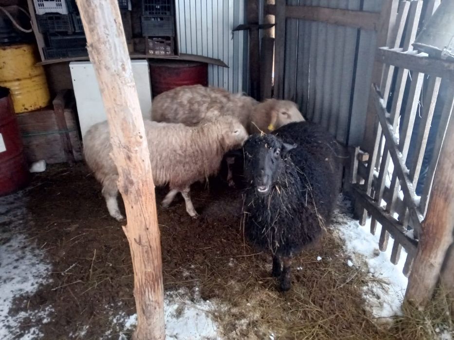 Продаются бараны