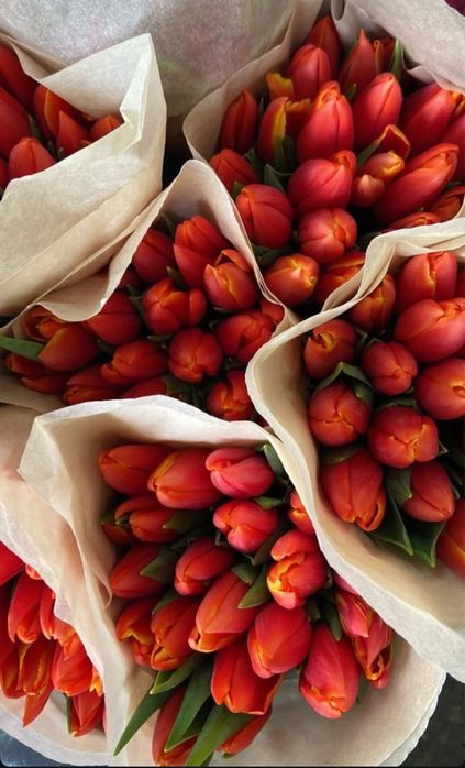 Беларусские тюльпаны