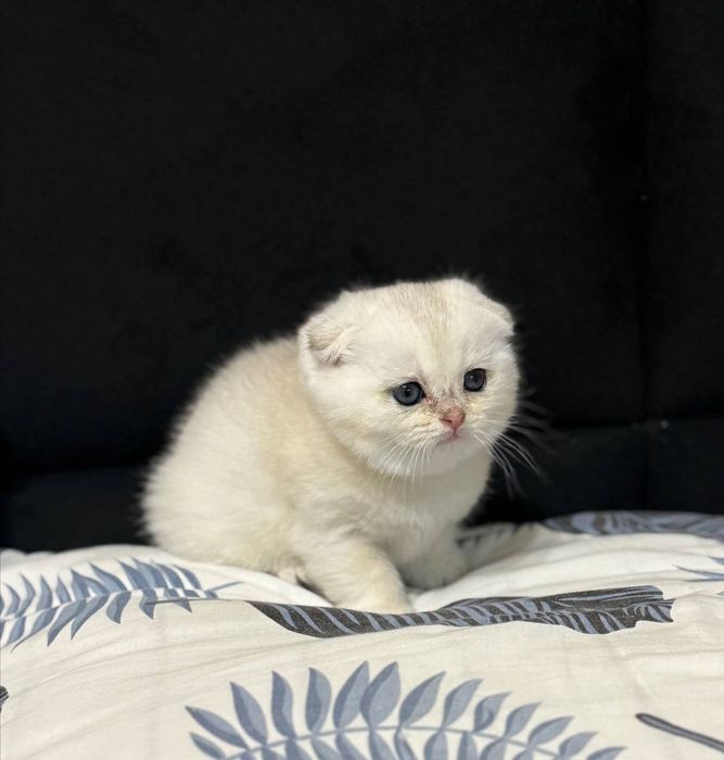 Продаётся котёнок серебряная шиншила