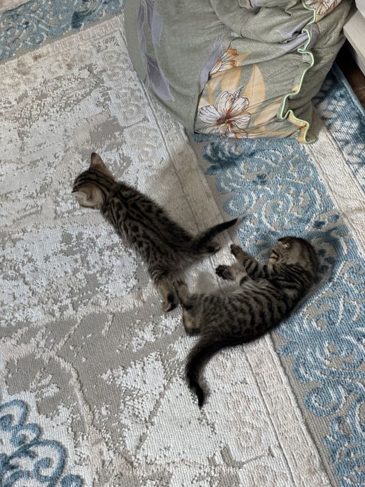 Продаются котята метисы