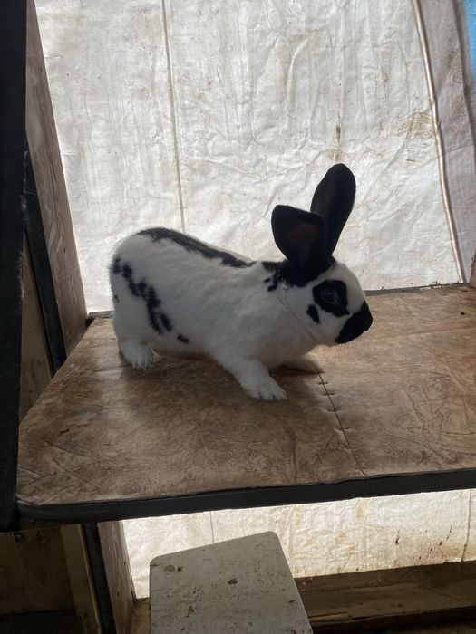 Продам крола Строкача