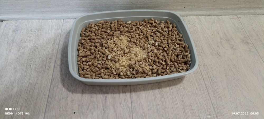 Продам котенка мальчик