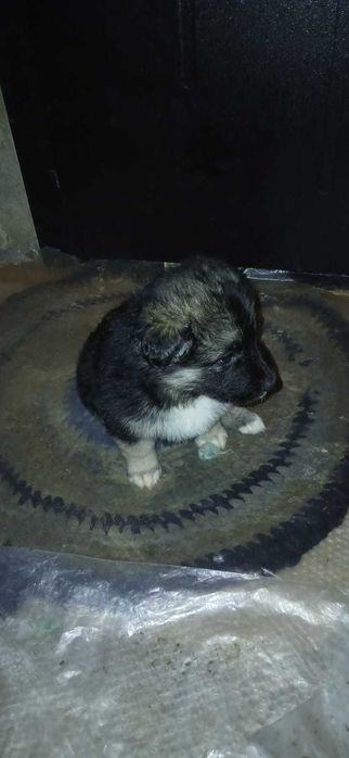 Отдам бесплатно щенят авчарки