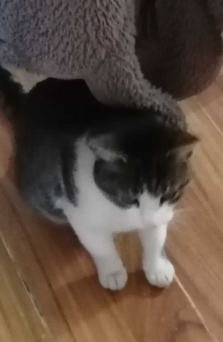 Ofer spre adoptie pisicuta in varsta de 4 ani