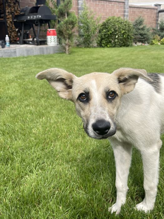 Пристраивается щенок!