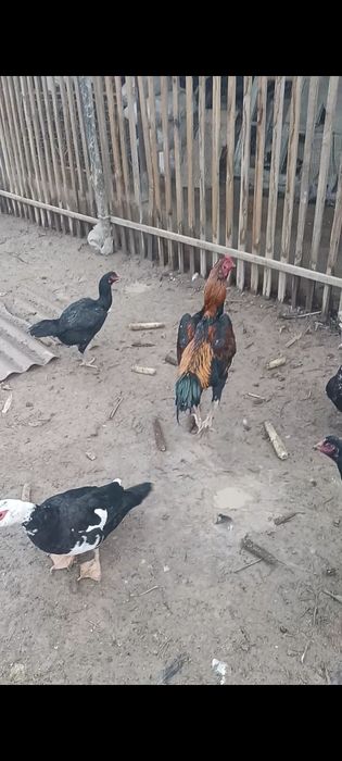 Дакан кораз сатылады