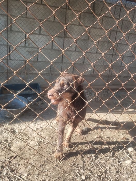 Ягтерер коричневый вязка