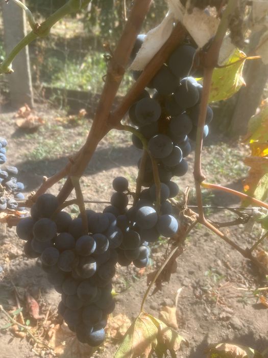 Vand struguri 3 lei/kg