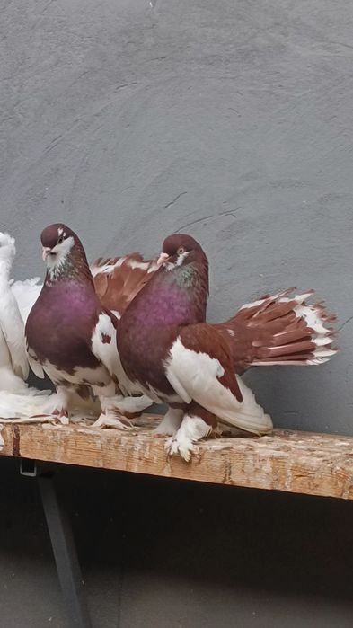 Продаются статные голуби