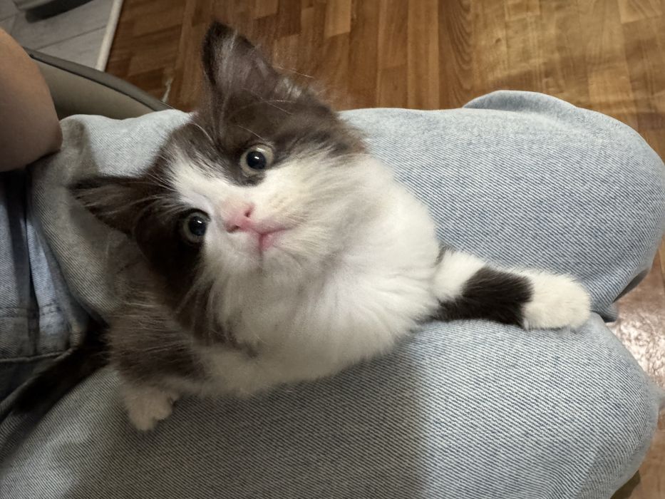 Котенок бесплатно в добрые руки