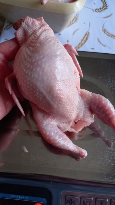 Мясо домашней перепёлки