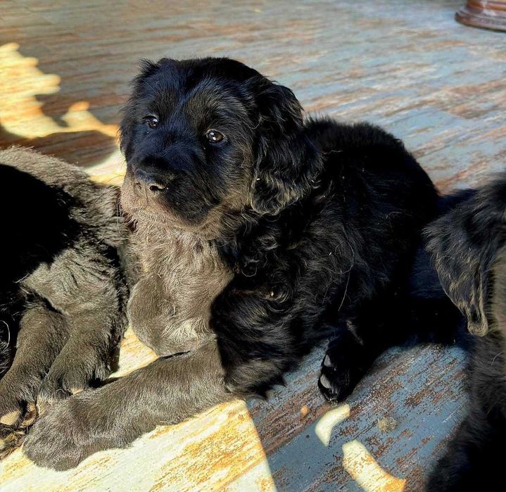 Golden-Mastiff 3 puiuti speciali