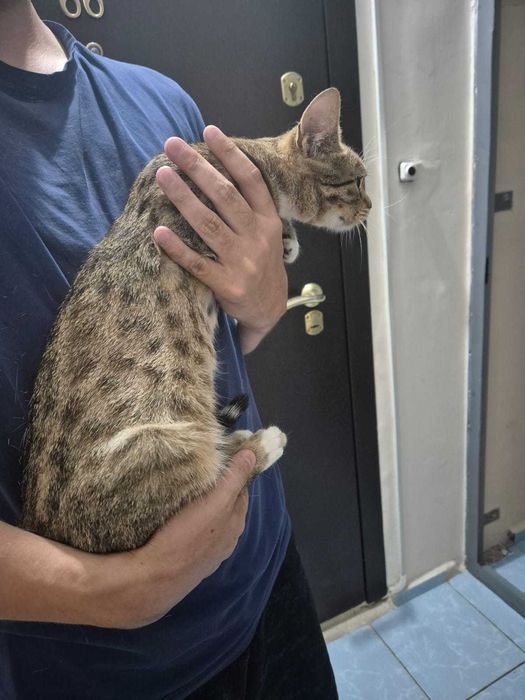Отдам котенка в хорошие руки