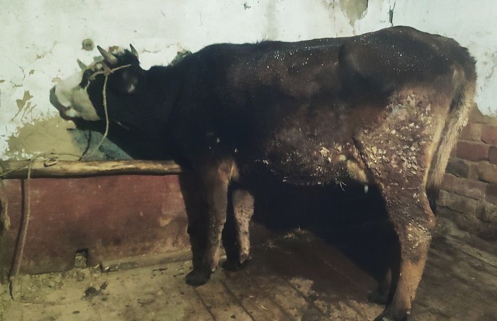 Продам дойную корову с теленком