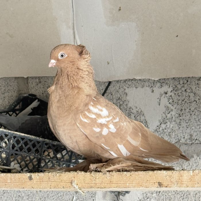 Желтая самка с игрой