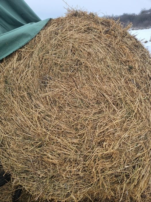 Baloti Lucerna coasa a2 si a 3 balaoti de 150 pe 120 m cei mai mari