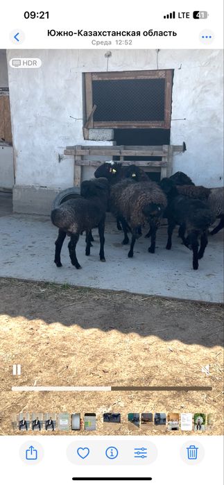 Семіз Қой, Тоқты қошқар