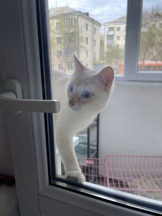 Отдам котика в добрые руки