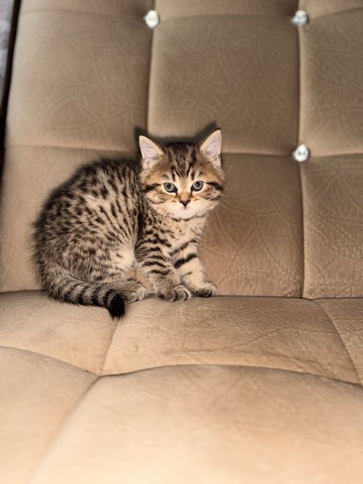 Срочно продается шотланская девочка