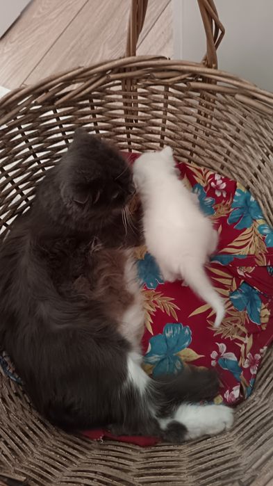 Котята только в добрые руки!