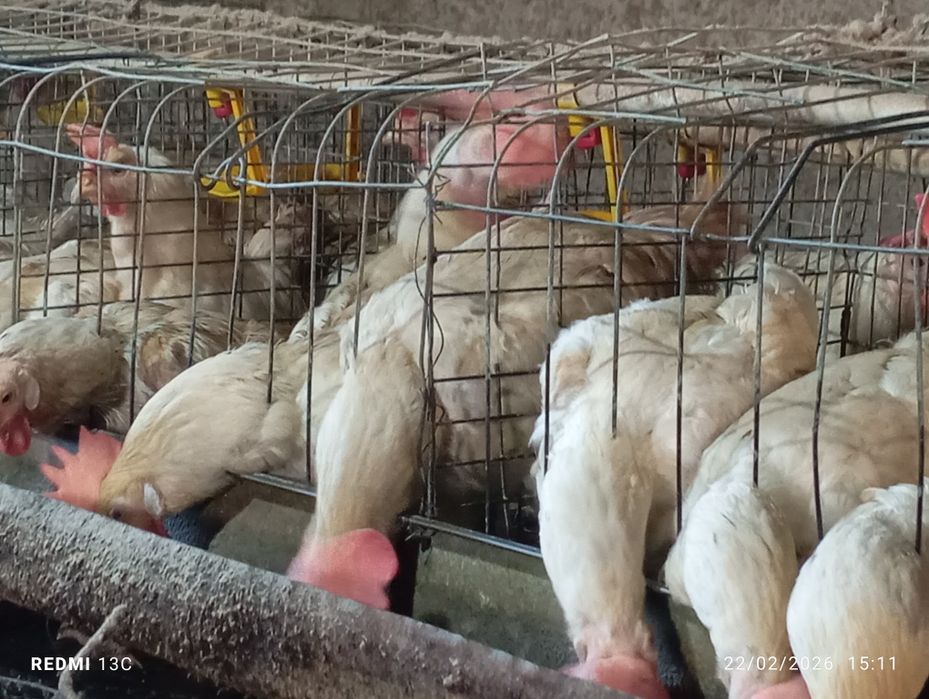 Tuxum yoʼnalishi dagi tovuqlar sotiladi