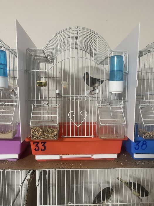 Canari cauta alta casa