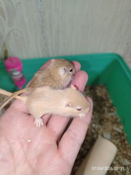 Продам милых песчанок