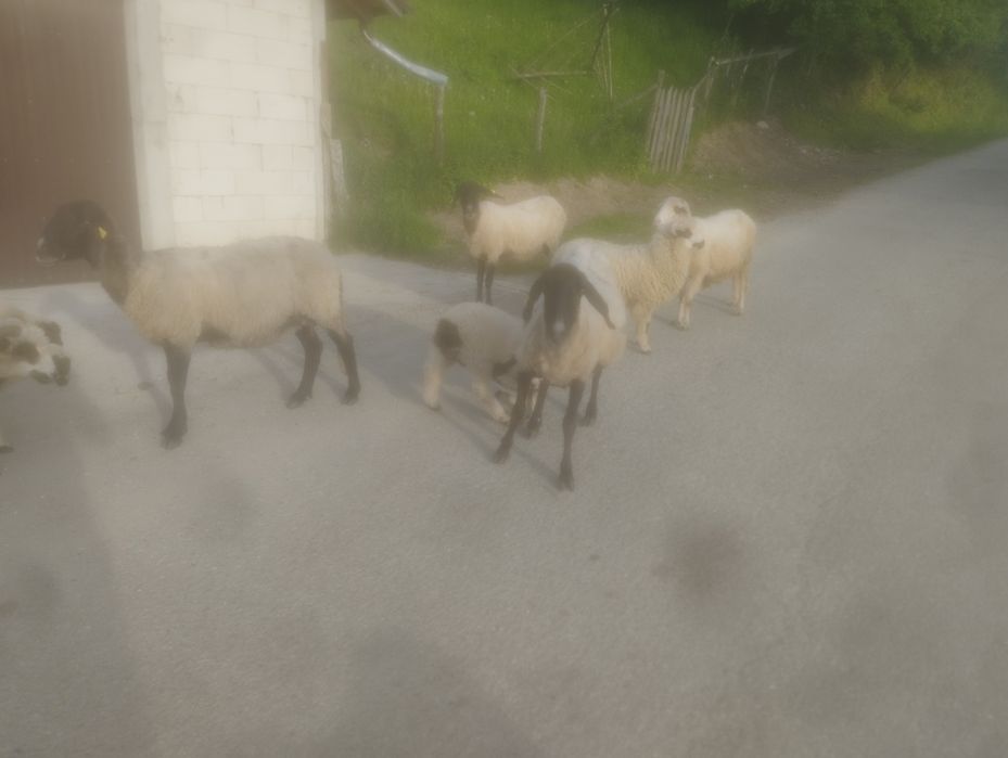 Oi carabase  sârbească