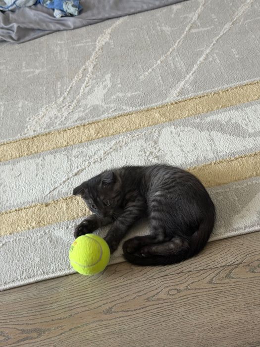 Котенок шотландец вислоухий