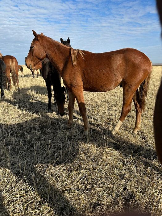 Еркек тай сатамын.