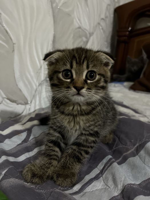 продам шотландских котят