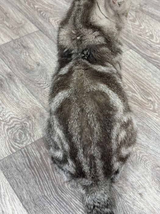 Продам вислоухую кошечку