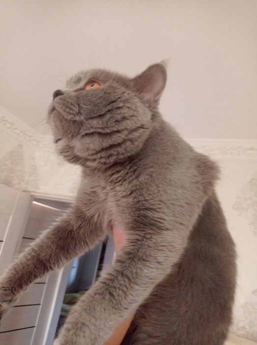 Skottish Strayt Mushuk Sotiladi