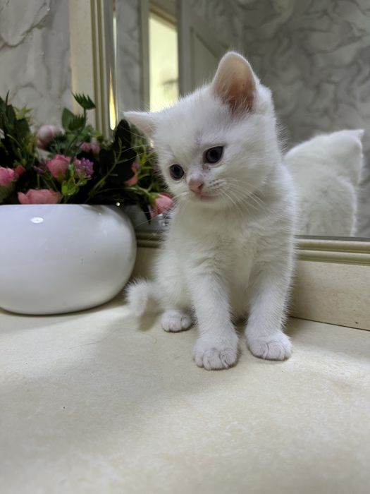 Котята скоттиш фолд и страйт