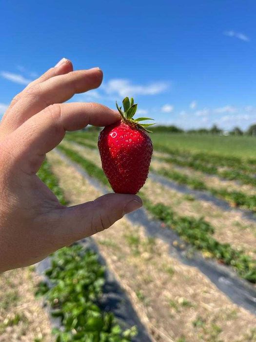 Stoloni capsuni Clery