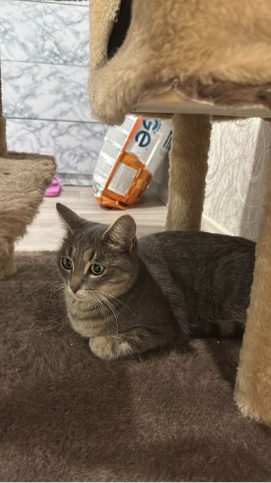 Кошечка ищет себе дом