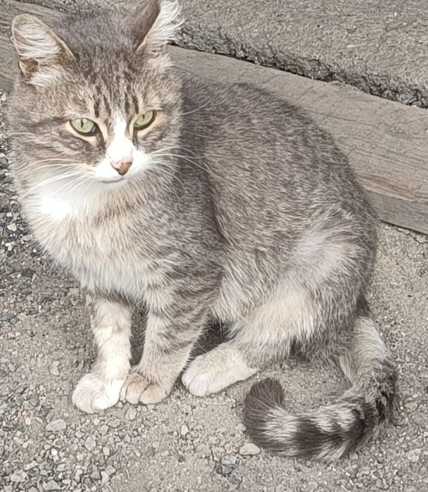 Молодой кот Феликс в добрые руки