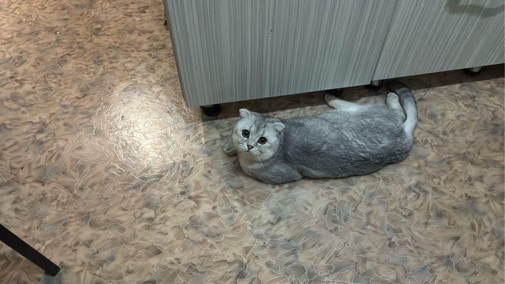 Вислоухая шиншилла