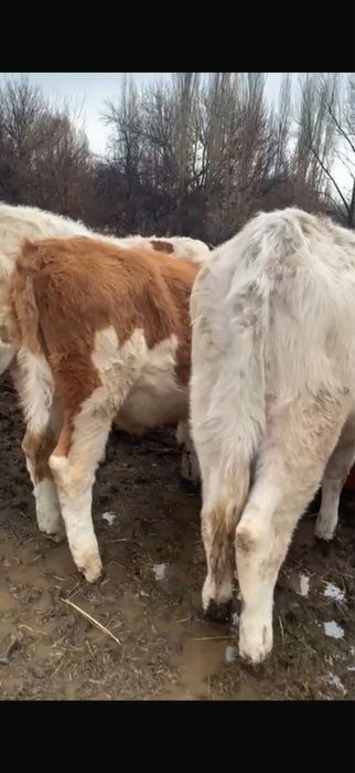 Таналар сатылады