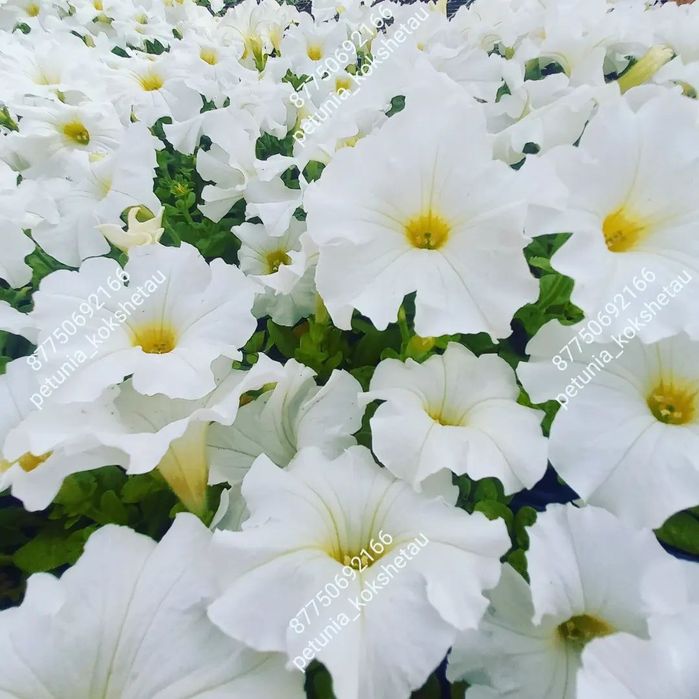 Петуния Тагетис бархатцы