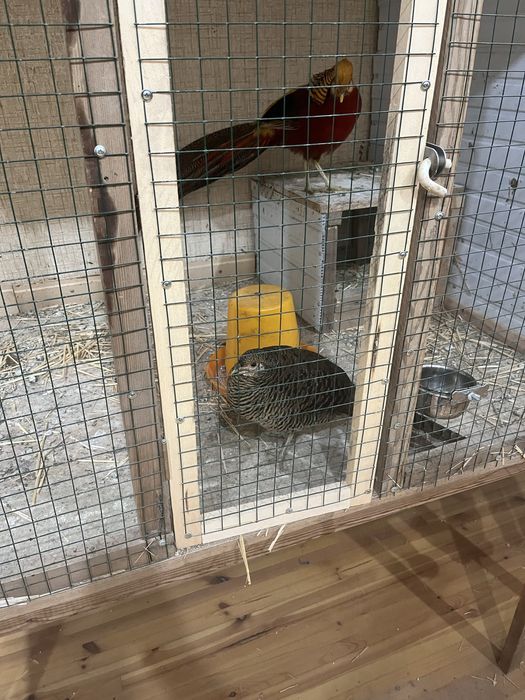 Продается фазан золотыстий две пара