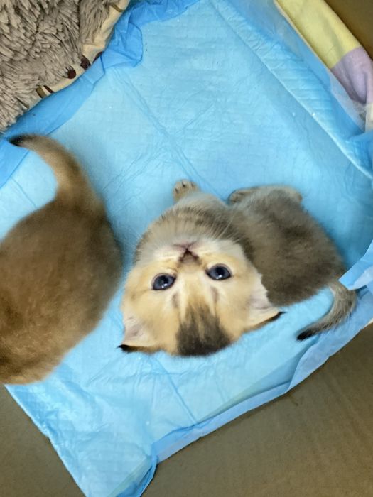 котята  шиншиллы