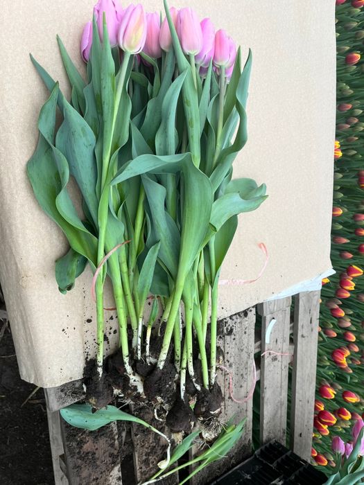 Тюльпаны цветы луковицы