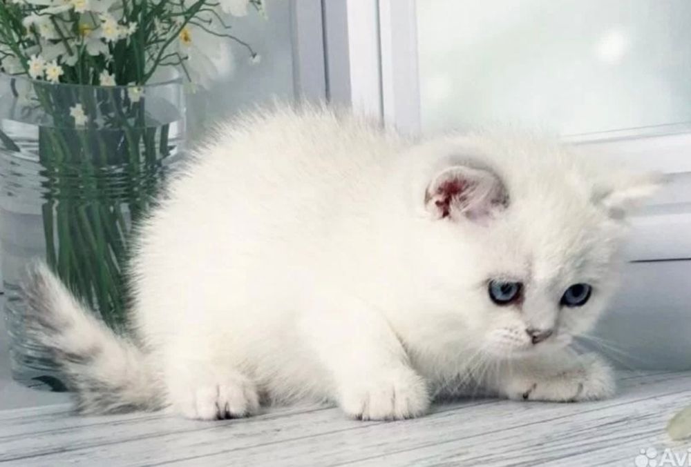 Британский Серабрист Шиншила. Киз. Угил