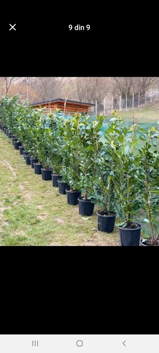 Magnolia  Catalpa Spirale Copaci