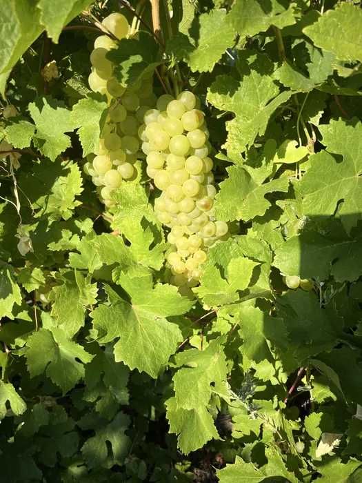 Vand Struguri de VIn