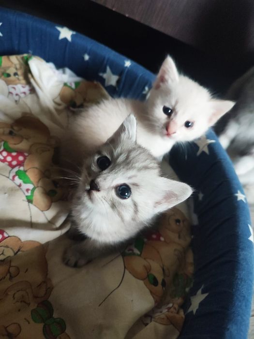 Отдам котенка в добрые руки