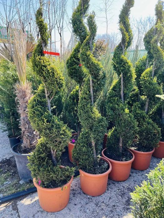 Diverse plante de grădină pe stoc – Servicii complete, transport și montaj